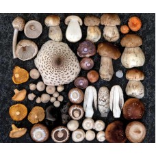 Wild Mushroom Foraging with Finn Melia - Sunday `17th September 2023